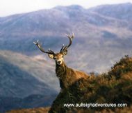 Monarch of the Glen